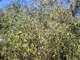 Valtura – prodaja Maslinika s 89 rodnih stabala maslina. (29710)